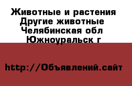 Животные и растения Другие животные. Челябинская обл.,Южноуральск г.